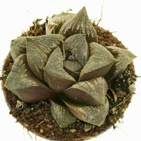 Haworthia Pygmea Fusca Hybrid (Bare Rooted) - plant store® 