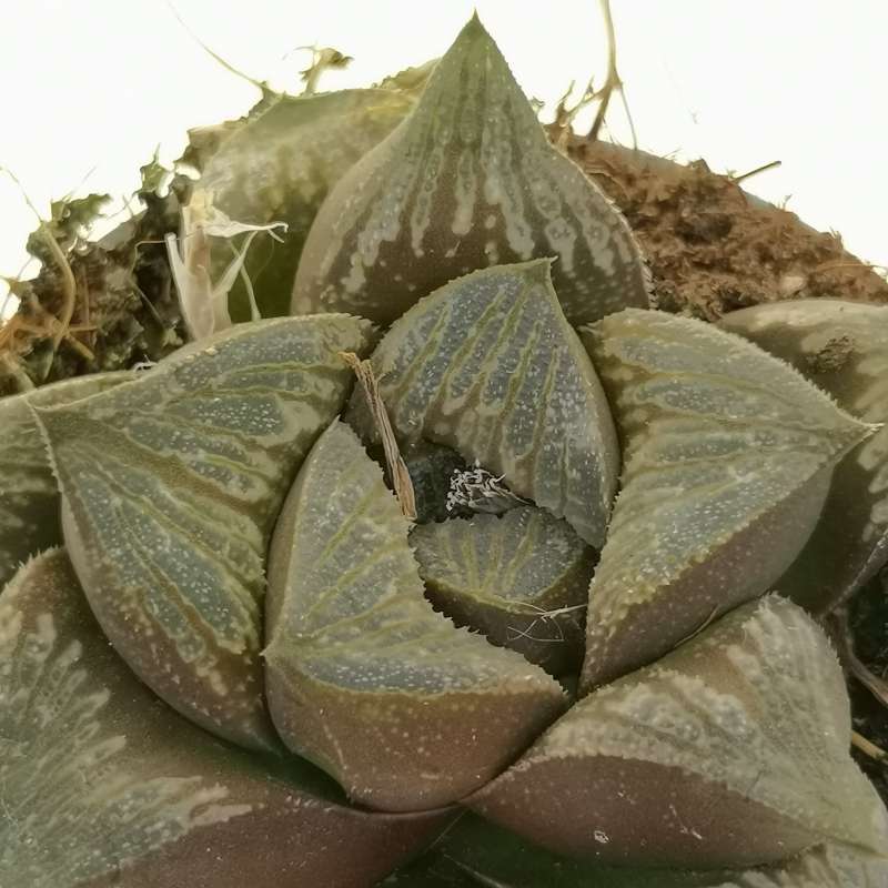 Haworthia Pygmea Fusca Hybrid (Bare Rooted) - plant store® 