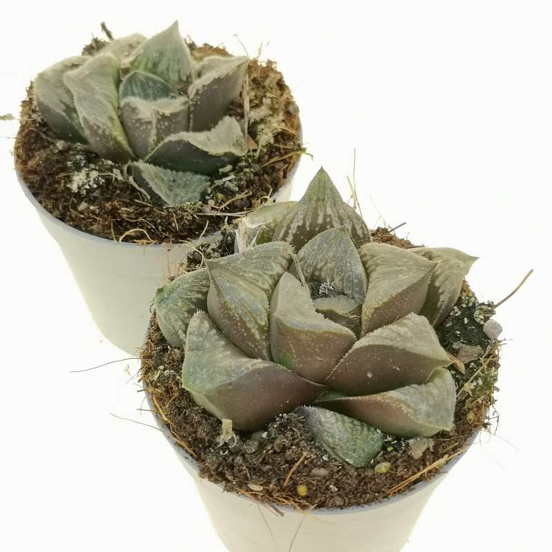 Haworthia Pygmea Fusca Hybrid (Bare Rooted) - plant store® 
