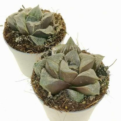 Haworthia Pygmea Fusca Hybrid (Bare Rooted)