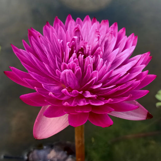 Kaohinson Tropical Waterlily