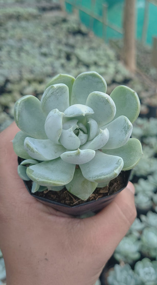 Echeveria Elegance Powdery Bare Rooted (Imported)