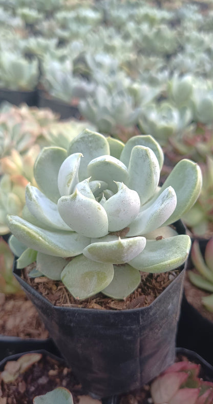 Echeveria Elegance Powdery Bare Rooted (Imported)