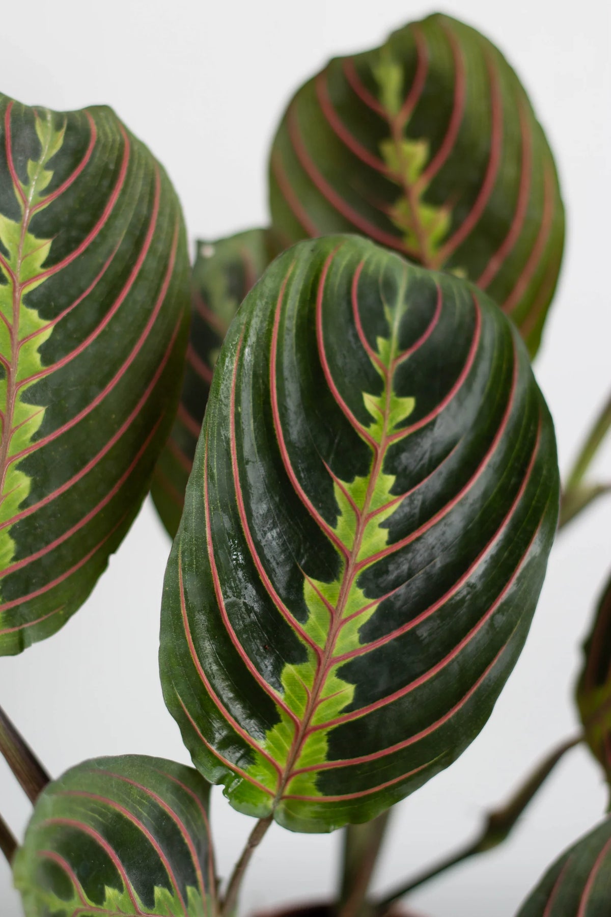 Maranta Leuconuera Red or Prayer Plant - plant store® 