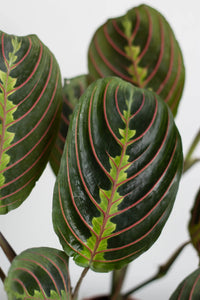 Maranta Leuconuera Red or Prayer Plant - plant store® 