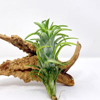 Tilandensia Ionantha Air Plant - plant store® 