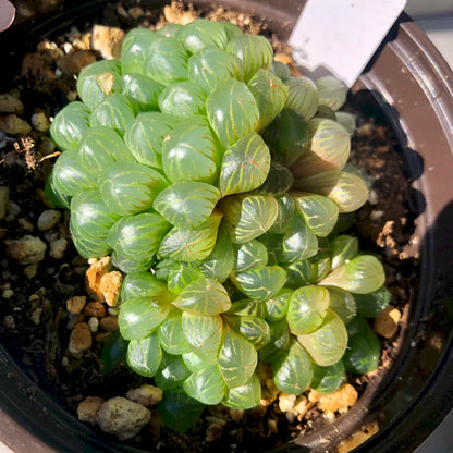 Haworthia Cooperi Variegated  Pilifera (Bare Rooted)