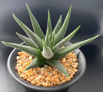 Haworthia Fasciata (Bare Rooted)