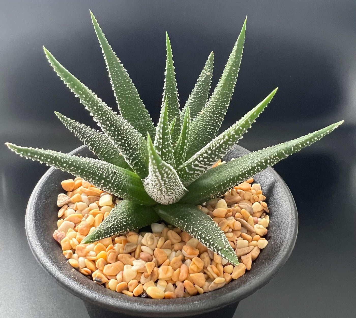 Haworthia Fasciata (Bare Rooted) - plant store® 