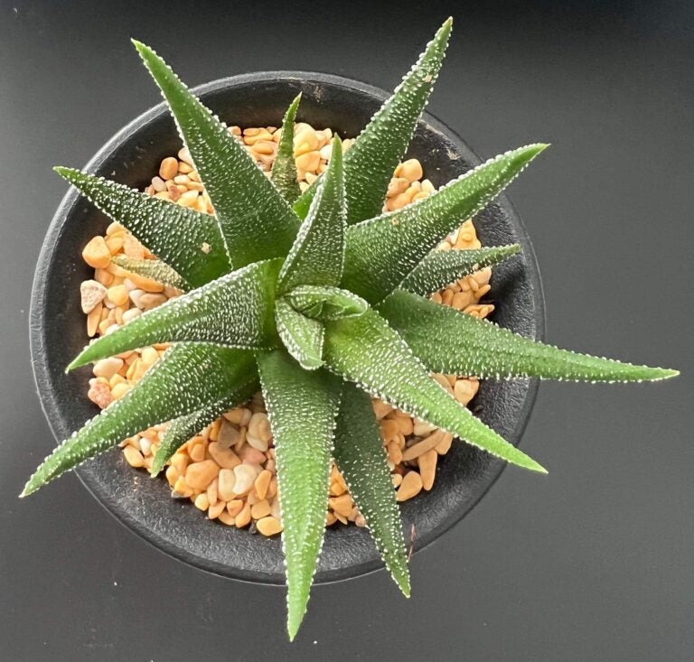 Haworthia Fasciata (Bare Rooted)