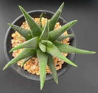 Haworthia Fasciata (Bare Rooted) - plant store® 
