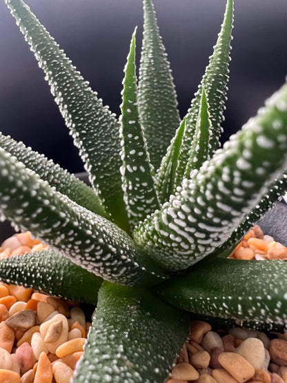 Haworthia Fasciata (Bare Rooted)