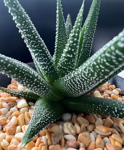 Haworthia Fasciata (Bare Rooted)