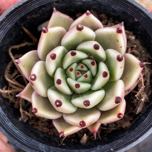 Echeveria Cuspidata Hybrid (Bare Rooted)