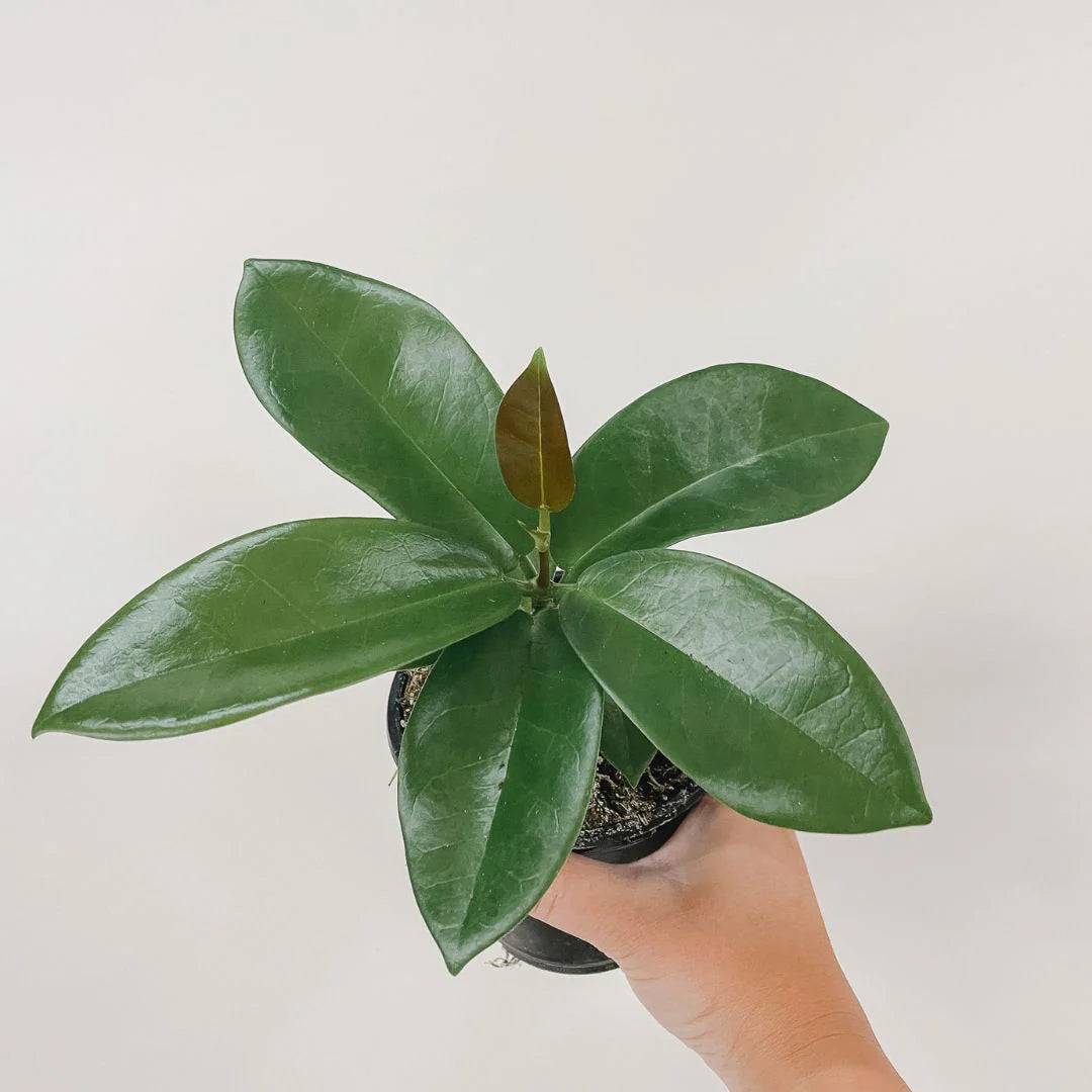 Hoya Globulosa (Pink Flower)