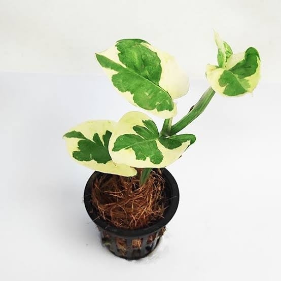 Money Plant N'Joy - Epipremnum Aureum Marble Prince - plant store® 