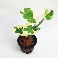 Money Plant N'Joy - Epipremnum Aureum Marble Prince - plant store® 