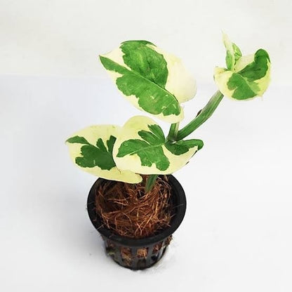 Money Plant N'Joy - Epipremnum Aureum Marble Prince