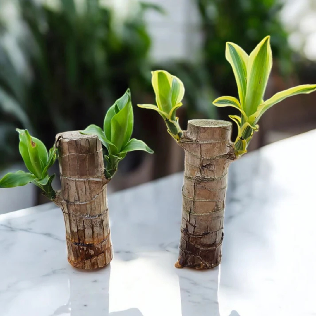 Brazilian Wood Plant – Indian Mini (2 pcs)