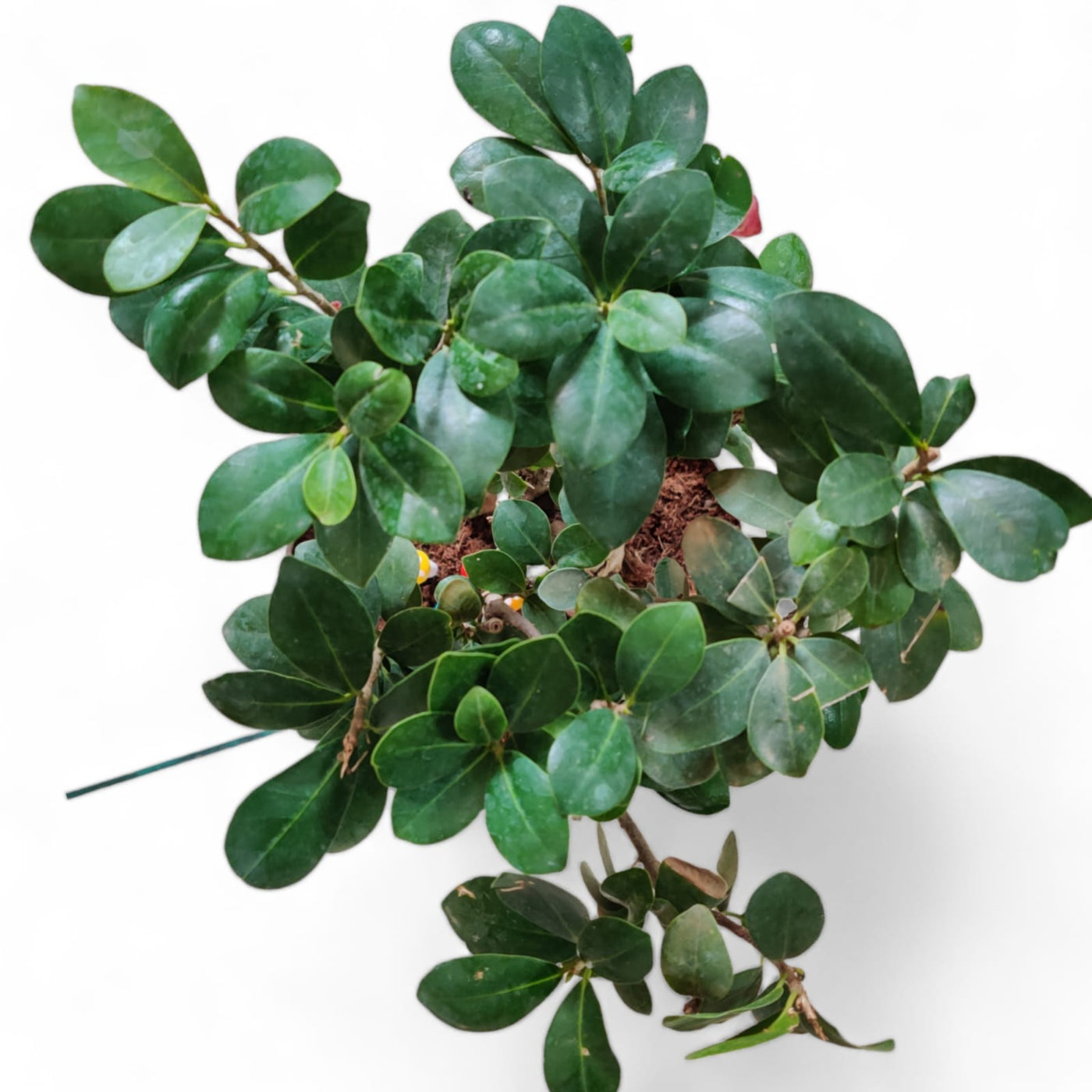 Ficus Ginseng Grafted Bonsai Plant (10 Years Old) - plant store® 