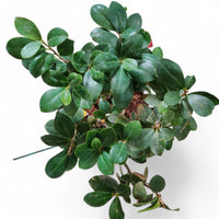Ficus Ginseng Grafted Bonsai Plant (10 Years Old) - plant store® 