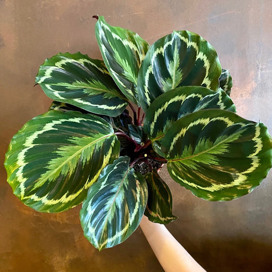 Calathea Medallion