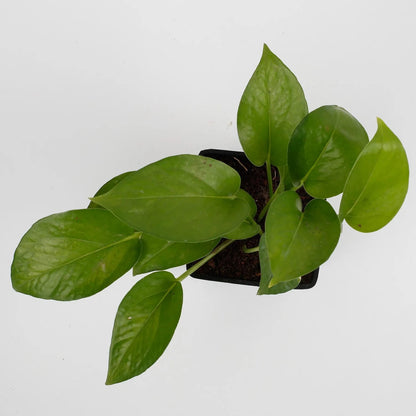 Green Money Plant (Epipremnum Aureum)