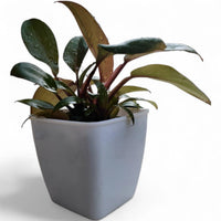 Philodendron Black Cardinal - plant store® 