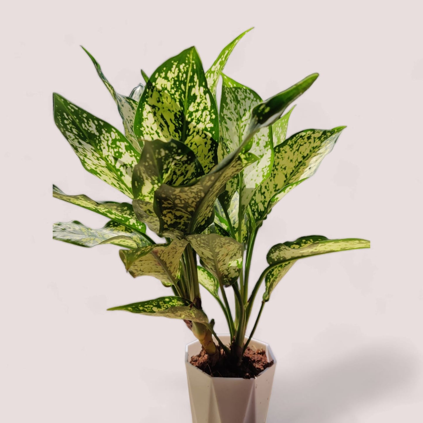 Aglaonema Snow White Plant