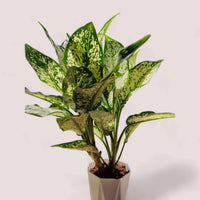 Aglaonema Snow White Plant - plant store® 