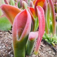 Kalanchoe Oricula (Bare Rooted)