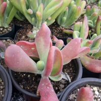 Kalanchoe Oricula (Bare Rooted)