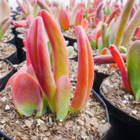 Kalanchoe Oricula (Bare Rooted)