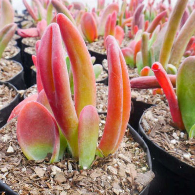 Kalanchoe Oricula (Bare Rooted)