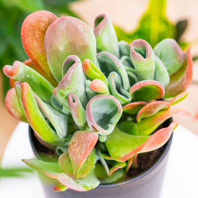 Kalanchoe Oricula (Bare Rooted)