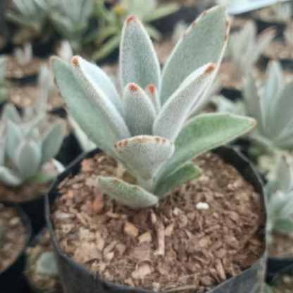 Kalanchoe Panda Plant (Bare Rooted)