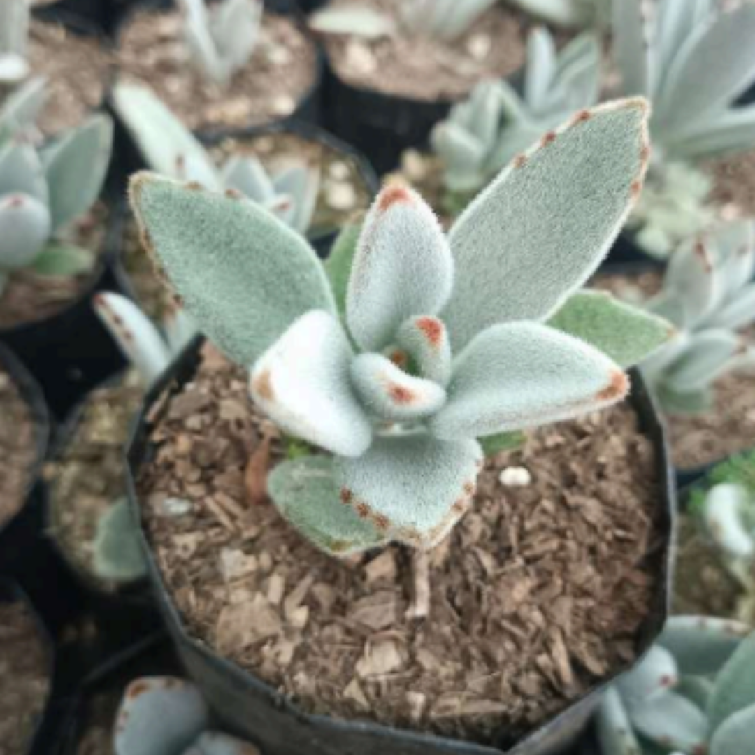 Kalanchoe Panda Plant (Bare Rooted)