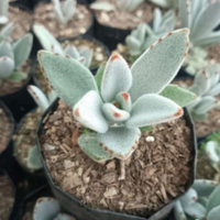 Kalanchoe Tomentosa Panda (Bare Rooted)