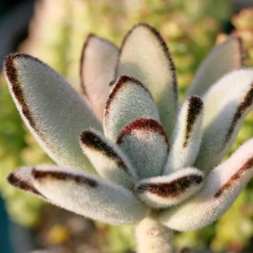 Kalanchoe Tomentosa Panda (Bare Rooted)