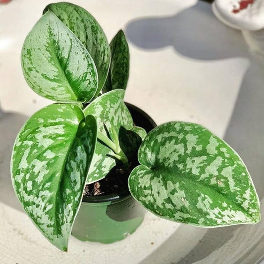 Satin Pothos (Silver Pothos)