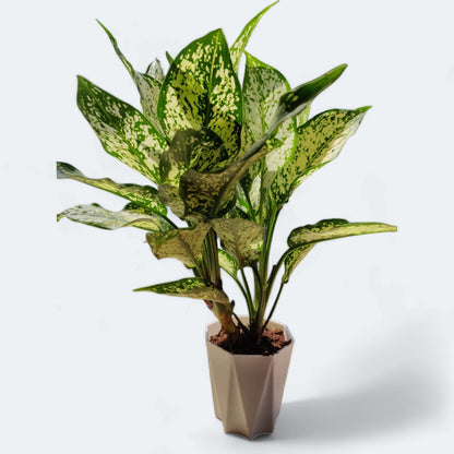 Aglaonema Snow White Plant