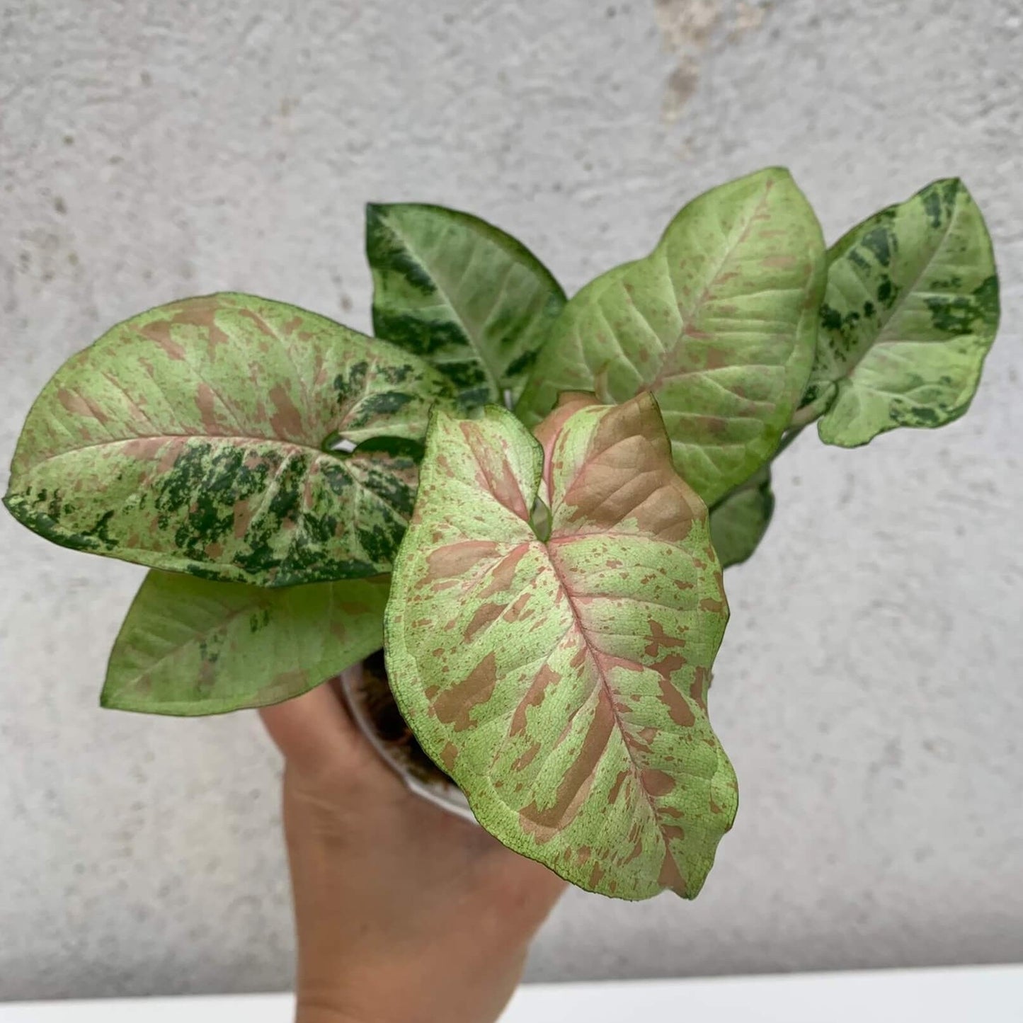 Syngonium Confetti Tricolour