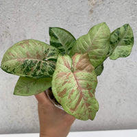 Syngonium Confetti Tricolour - plant store® 