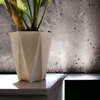 Aglaonema Snow White Plant - plant store® 
