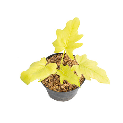 Philodendron Warscewiczii Aurea Flavum | Selloum (Golden)