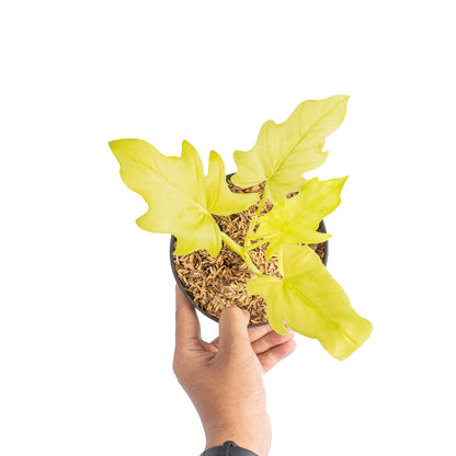 Philodendron Warscewiczii Aurea Flavum | Selloum (Golden)