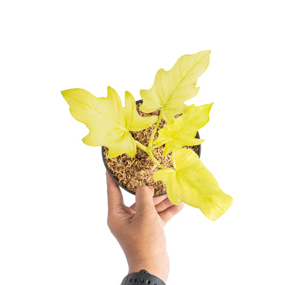 Philodendron Warscewiczii Aurea Flavum | Selloum (Golden)