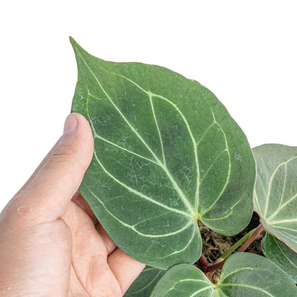 Anthurium King of Spades (Sapling)