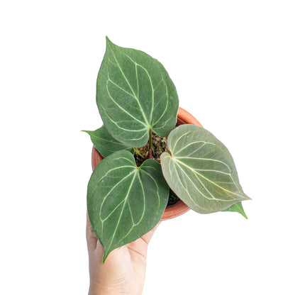 Anthurium King of Spades (Sapling)
