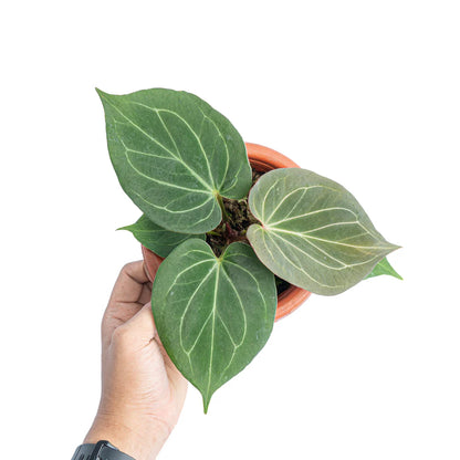 Anthurium King of Spades (Sapling)